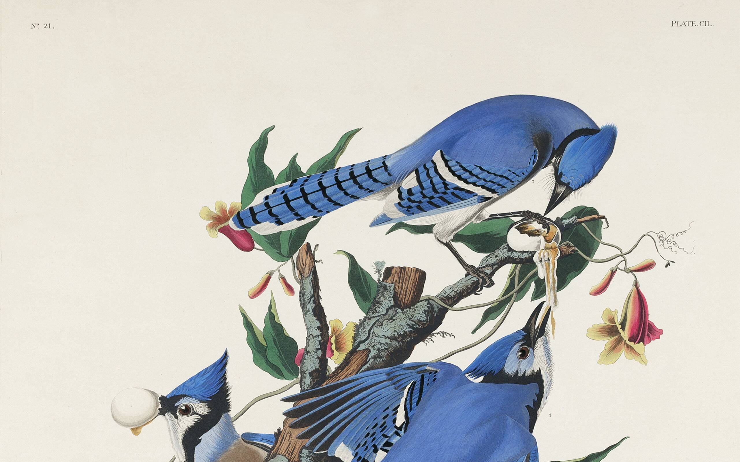 Poster about the Blue Jay, based on an old engraving from 1827.