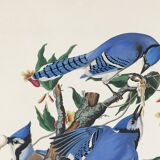 Poster about the Blue Jay, based on an old engraving from 1827.