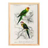 Poster about colorful parakeets, based on an old engraving from 1849.