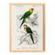 Poster about colorful parakeets, based on an old engraving from 1849.