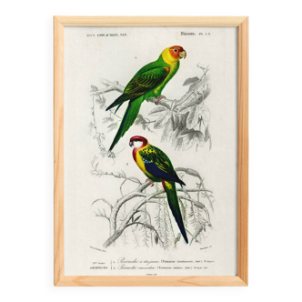 Poster about colorful parakeets, based on an old engraving from 1849.
