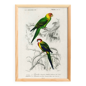 Affiche sur les perruches colorées, d’après une gravure ancienne de 1849.