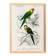 Poster about colorful parakeets, based on an old engraving from 1849.