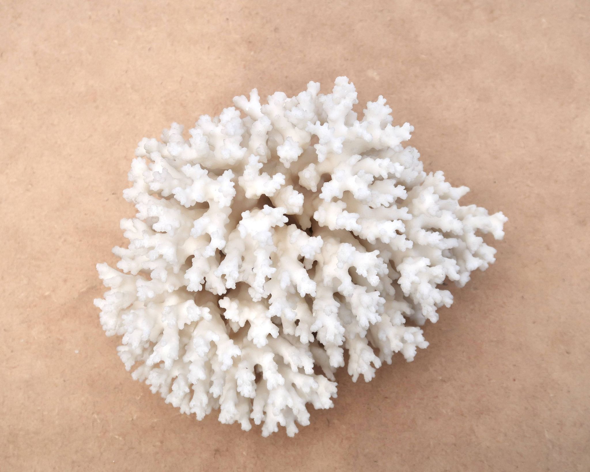 Ancien corail blanc naturel, années 70