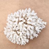 Vintage natural white coral, 1970s