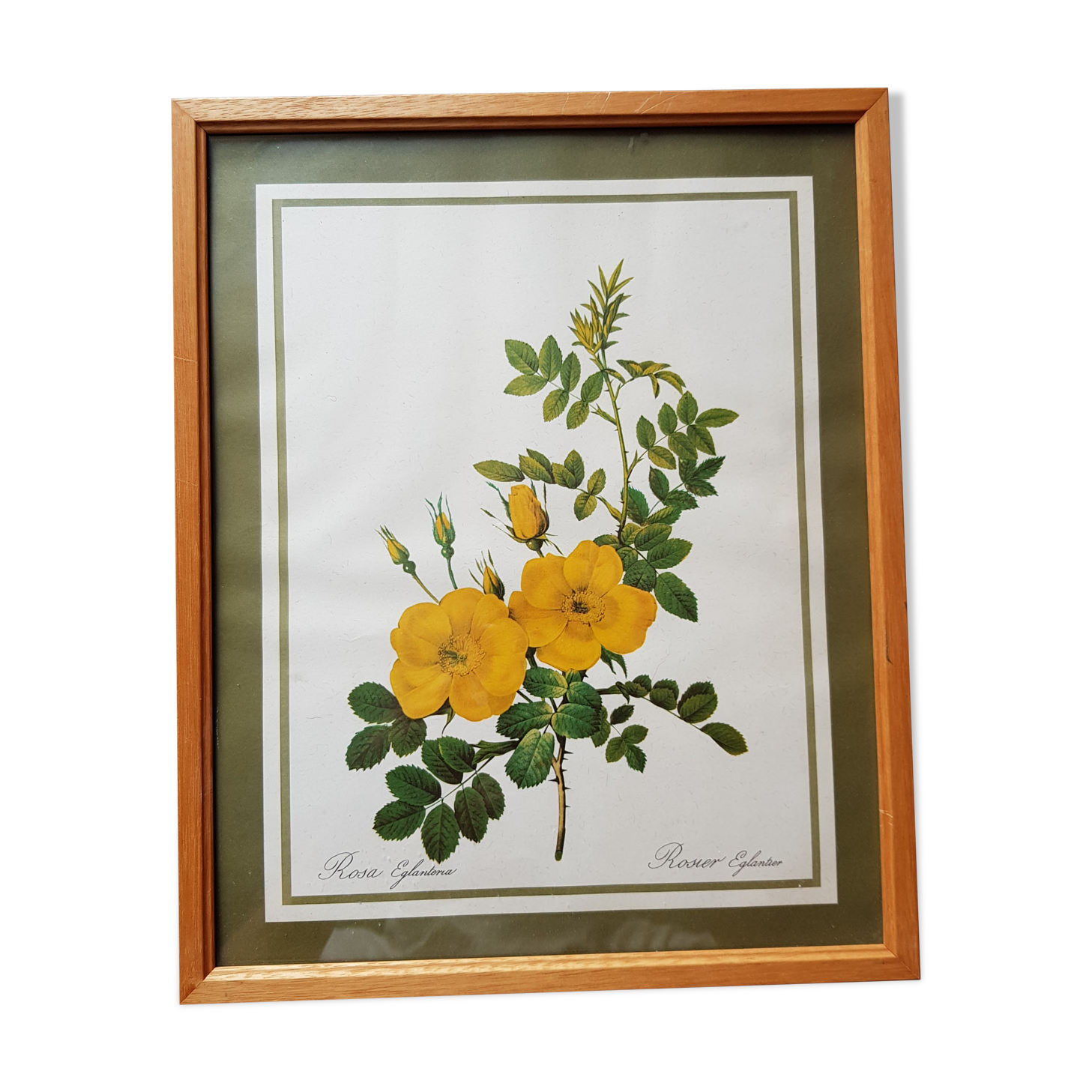 Ancient botanical poster Rosa Eglanteria