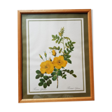Ancient botanical poster Rosa Eglanteria