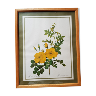Ancient botanical poster Rosa Eglanteria