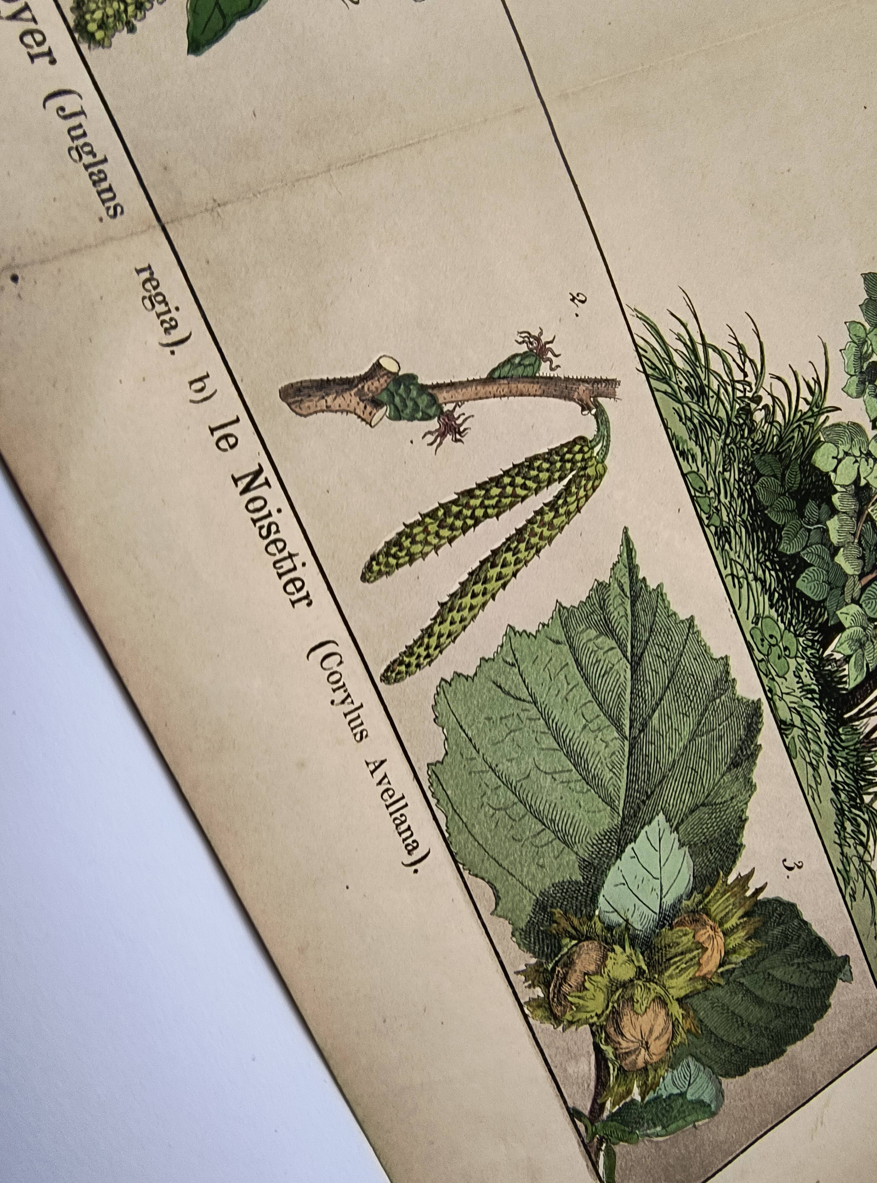 Botanical engraving 1870 - Walnut and Hazelnut - Tree Plate