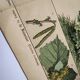 Botanical engraving 1870 - Walnut and Hazelnut - Tree Plate