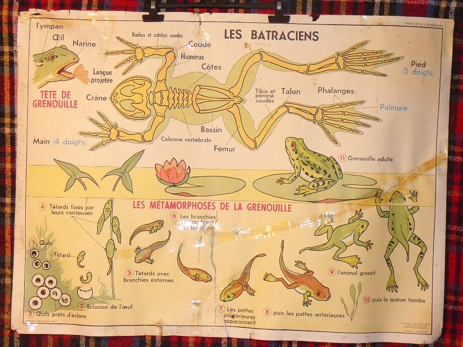 MDI school map birds and batracians