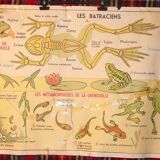 MDI school map birds and batracians