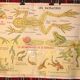 MDI school map birds and batracians