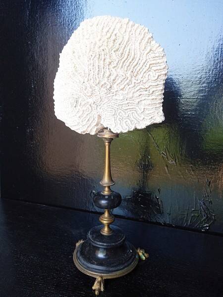 Cabinet of Curiosities 36cm coral brain of Neptune on base