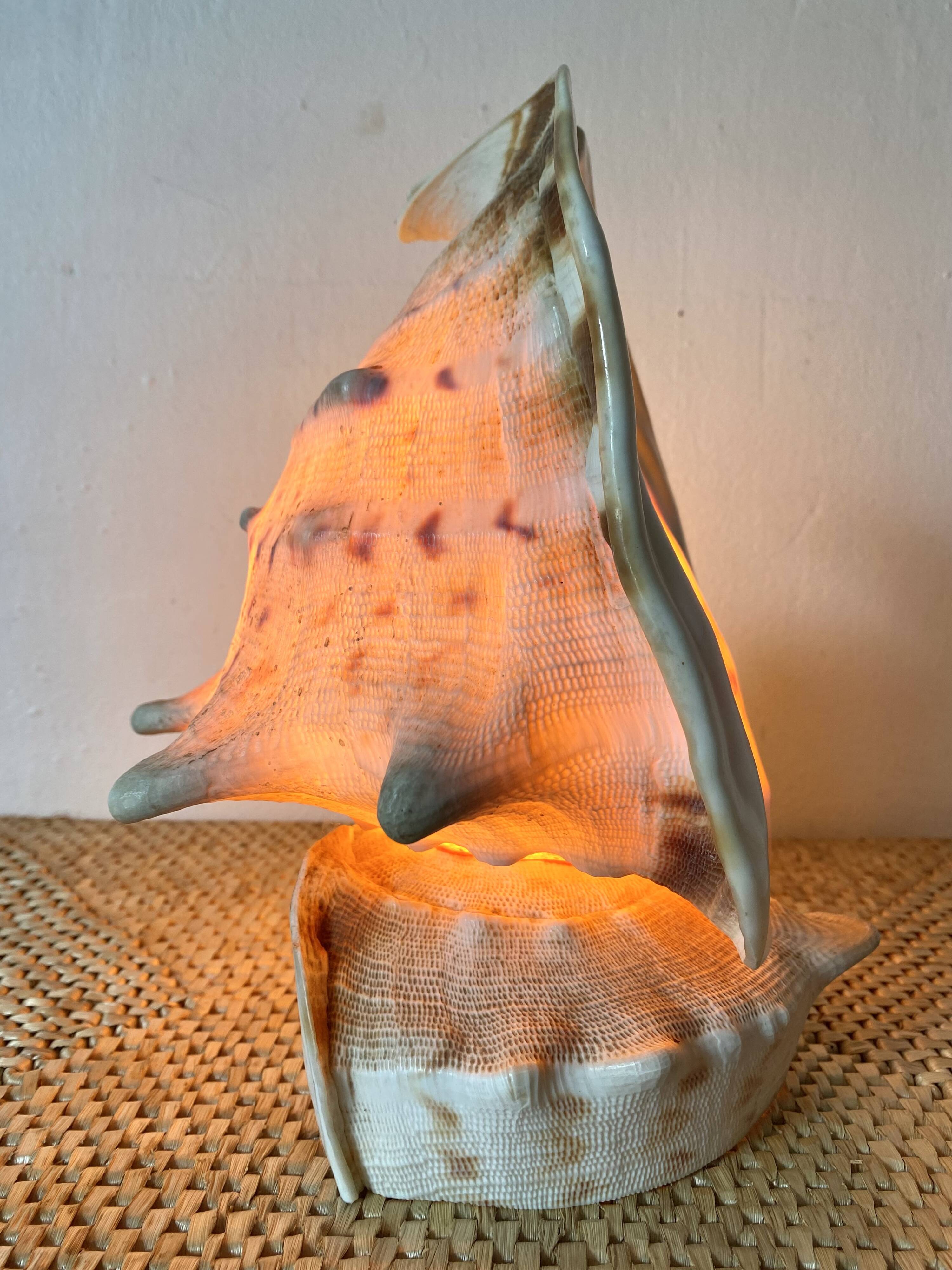 Lampe veilleuse en coquillage casque royal Tahiti
