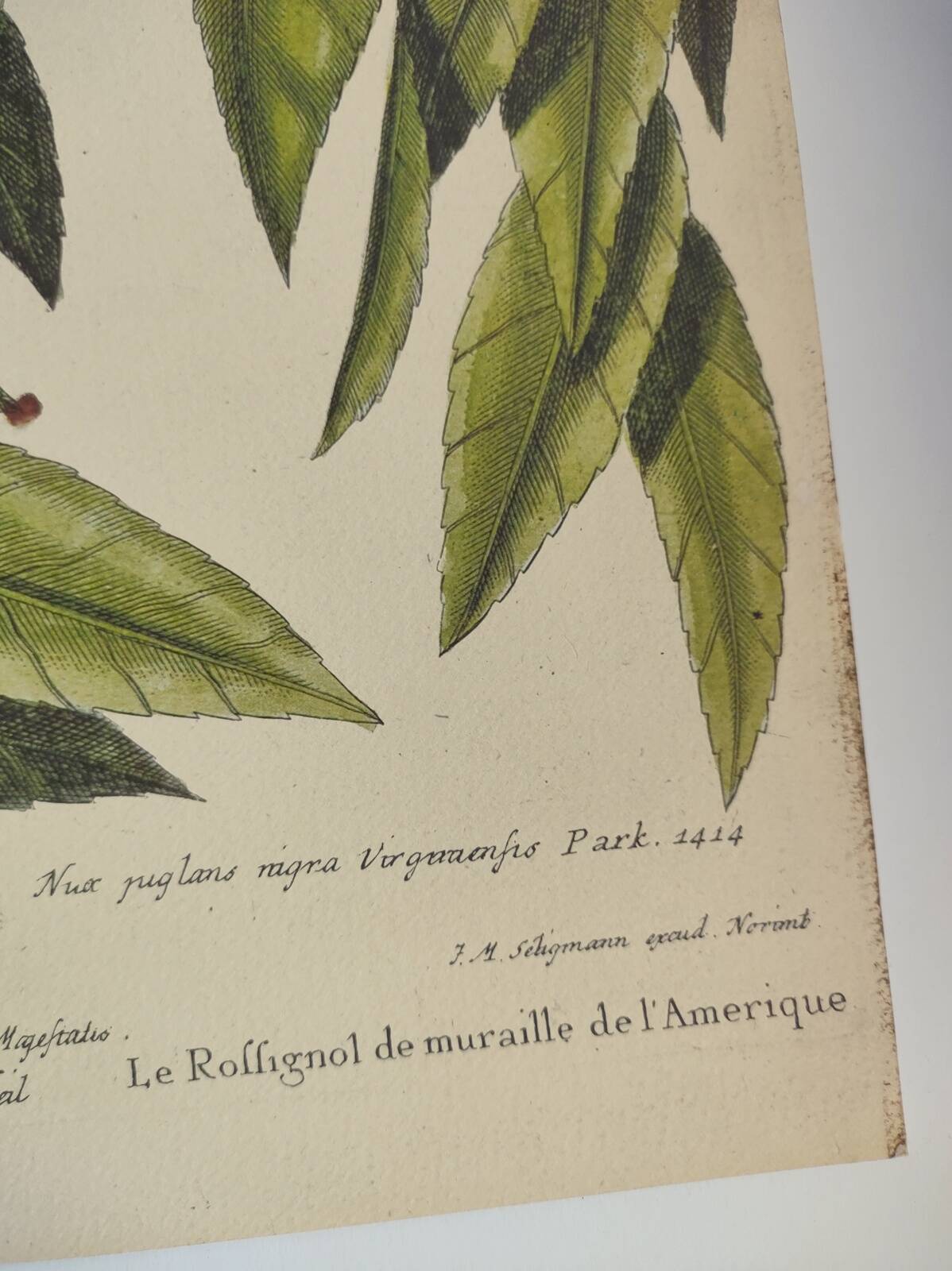 Gravure ancienne oiseau - Rossignol de muraille-  Planche zoologique de Seligmann & Catesby