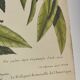 Gravure ancienne oiseau - Rossignol de muraille-  Planche zoologique de Seligmann & Catesby