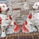 Pair of ceramic dogs from staffordshire united kingdom