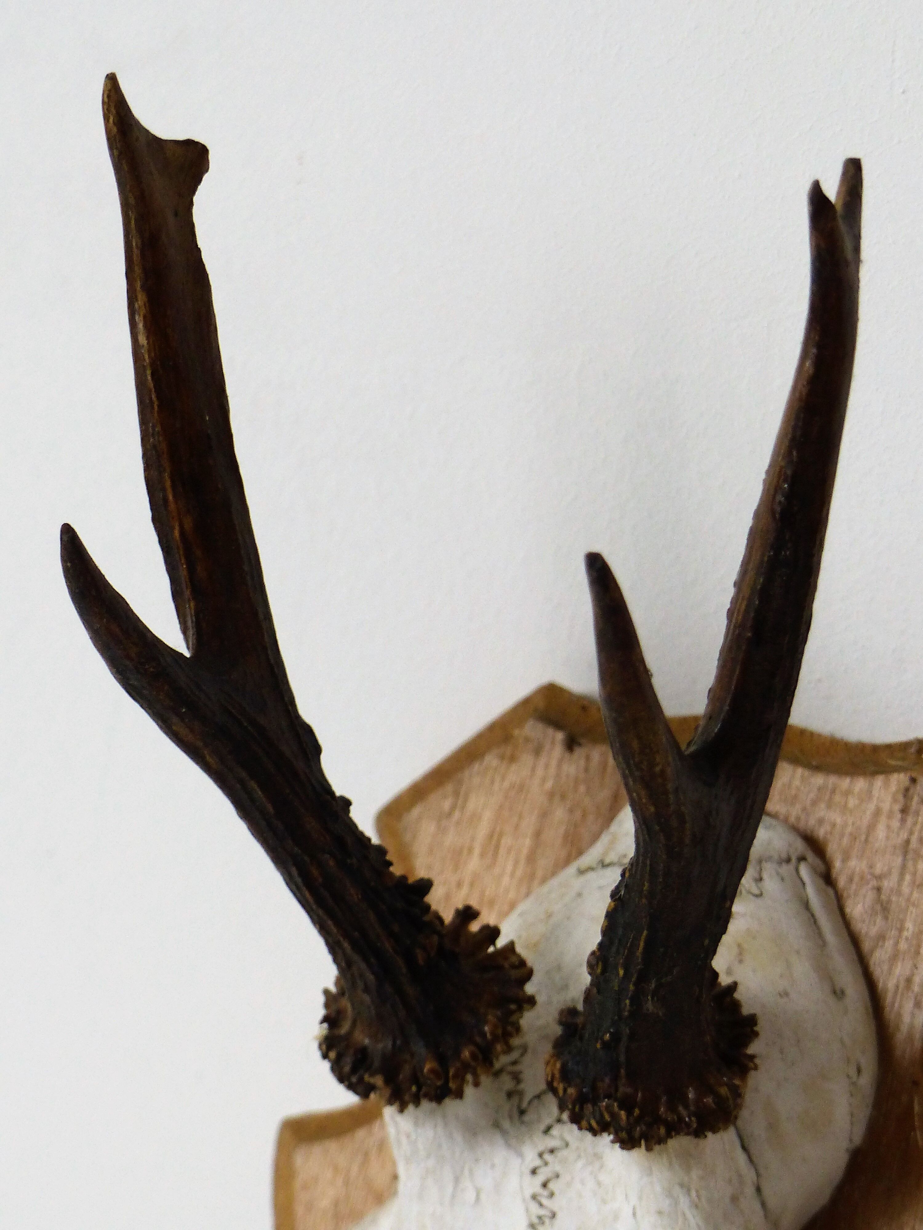 Deer massacre trophy