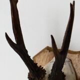 Deer massacre trophy