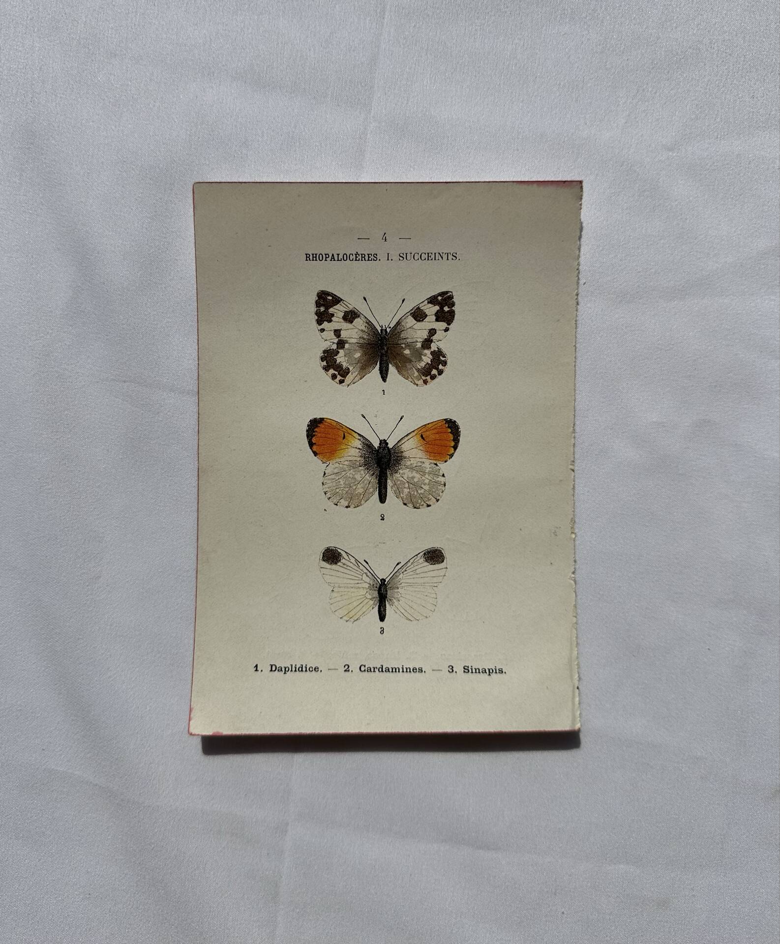 Gravure naturaliste  Papillon 19eme affiche botanique originale 1800