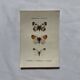 Gravure naturaliste  Papillon 19eme affiche botanique originale 1800