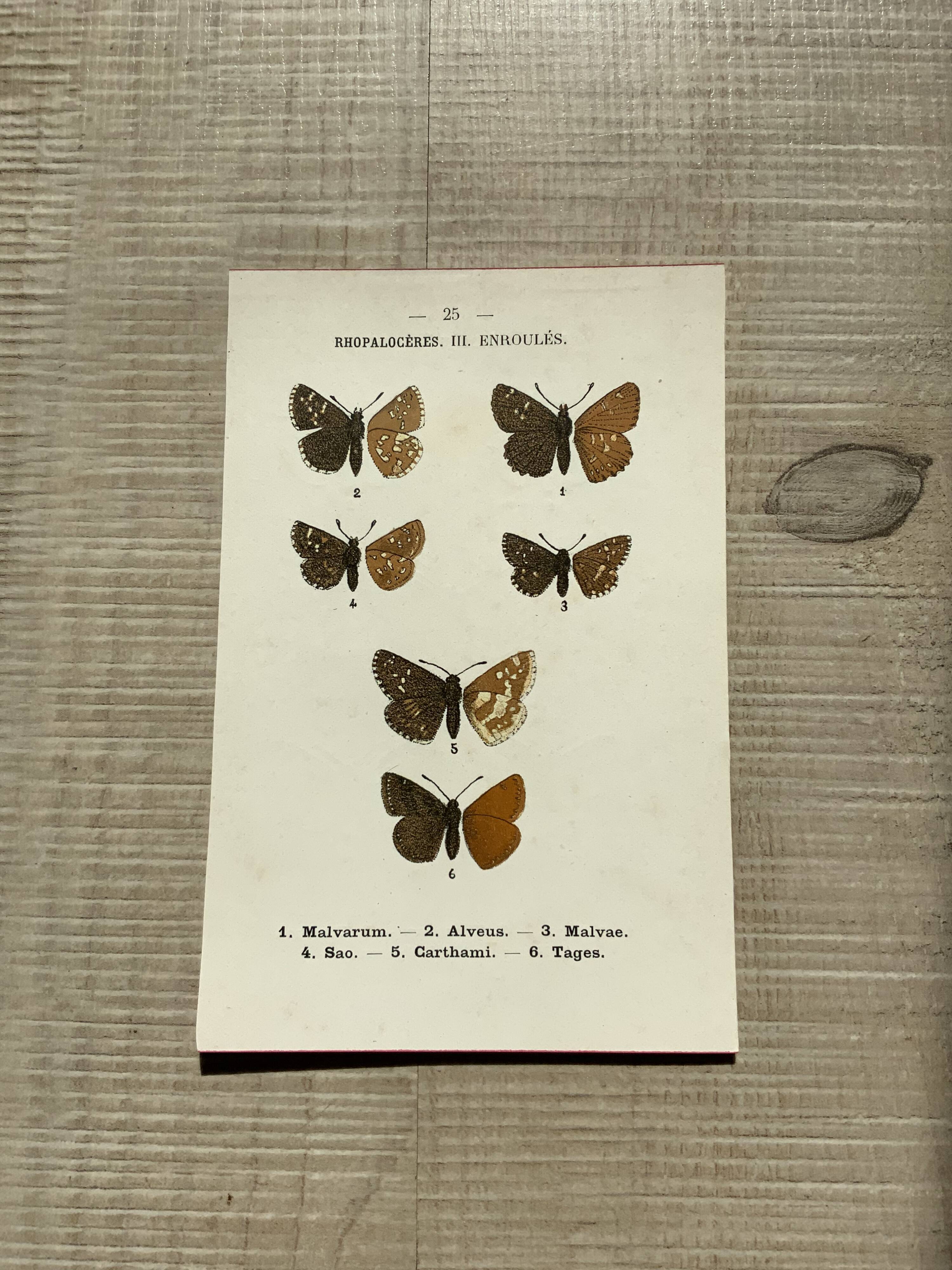Vintage botanical plate antique butterfly engraving 1903 double-sided G. Denise
