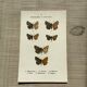 Vintage botanical plate antique butterfly engraving 1903 double-sided G. Denise