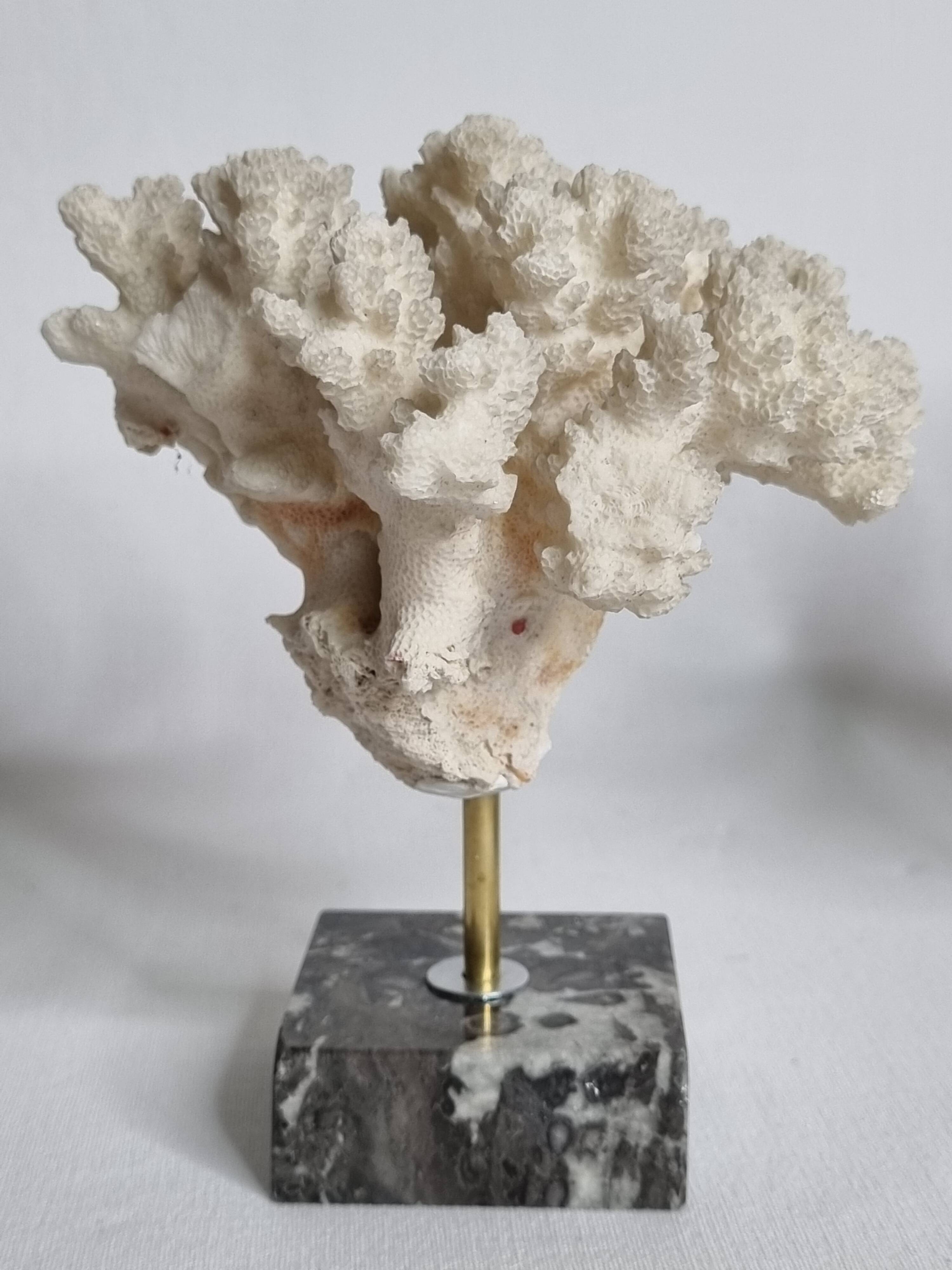 Set of three old white corals on base, 16 cm
