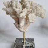 Set of three old white corals on base, 16 cm