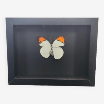 Framed butterfly