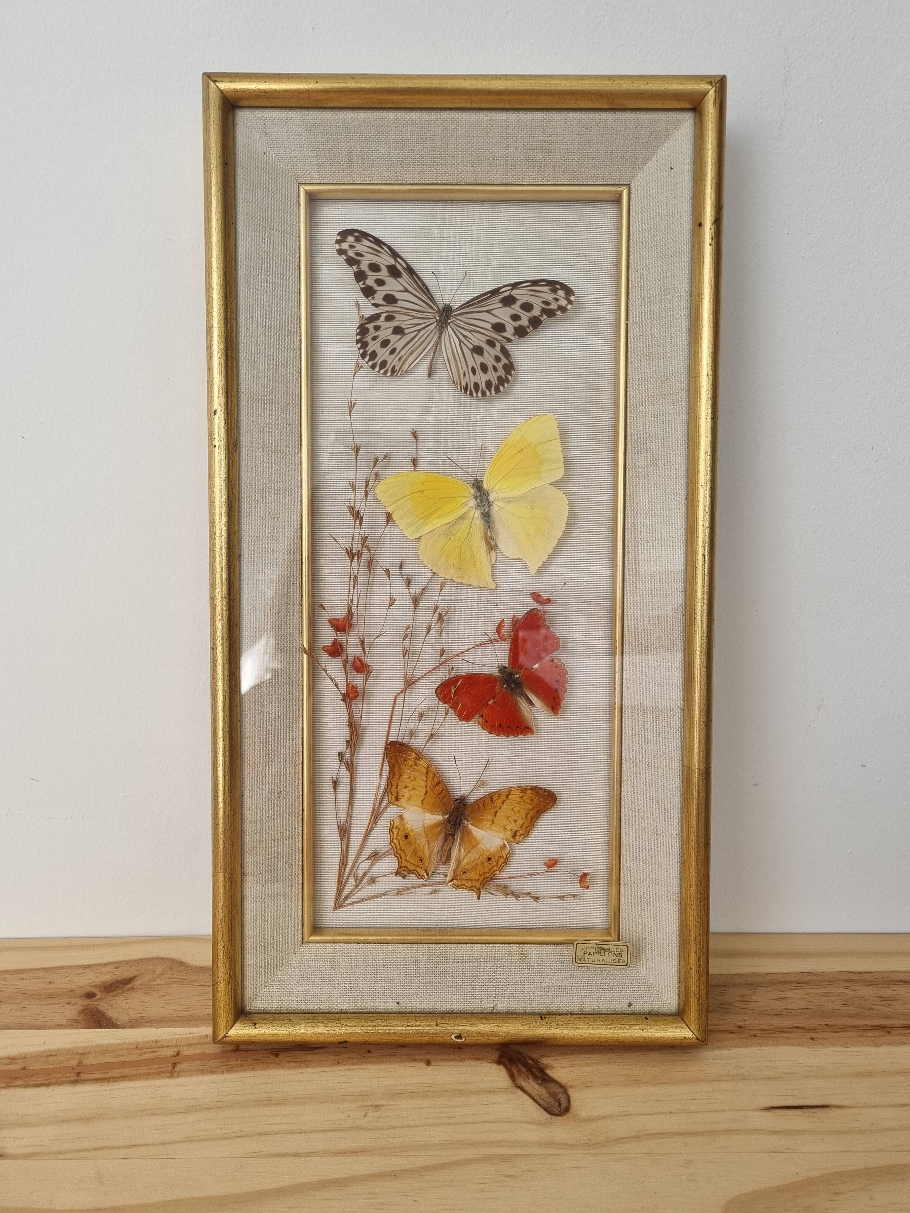 Vintage frame naturalized butterflies
