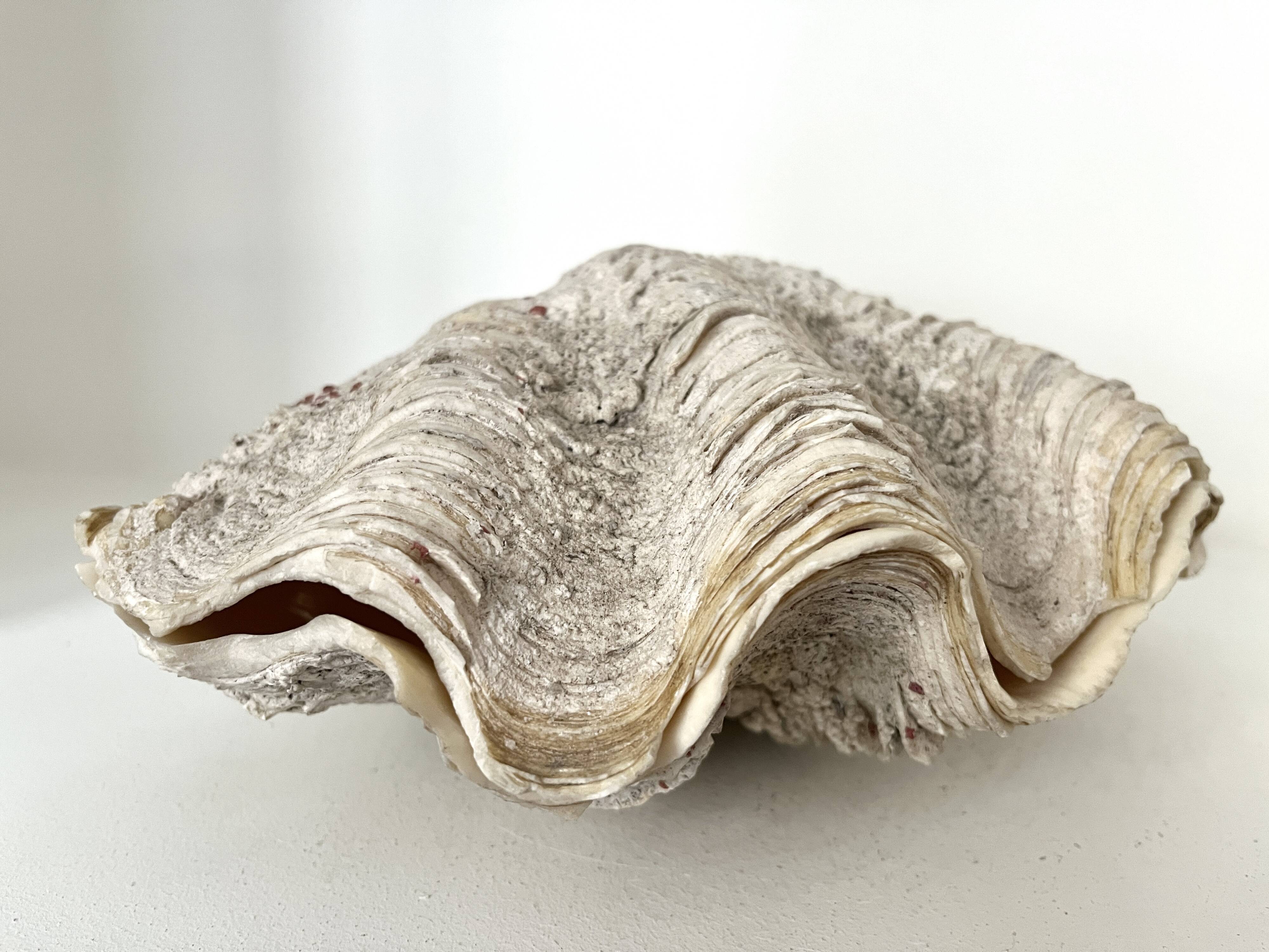 Authentic vintage giant bivalve shell, tridacna gigas shell.