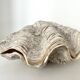 Authentic vintage giant bivalve shell, tridacna gigas shell.