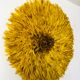Yellow Jujuhat 80 cm