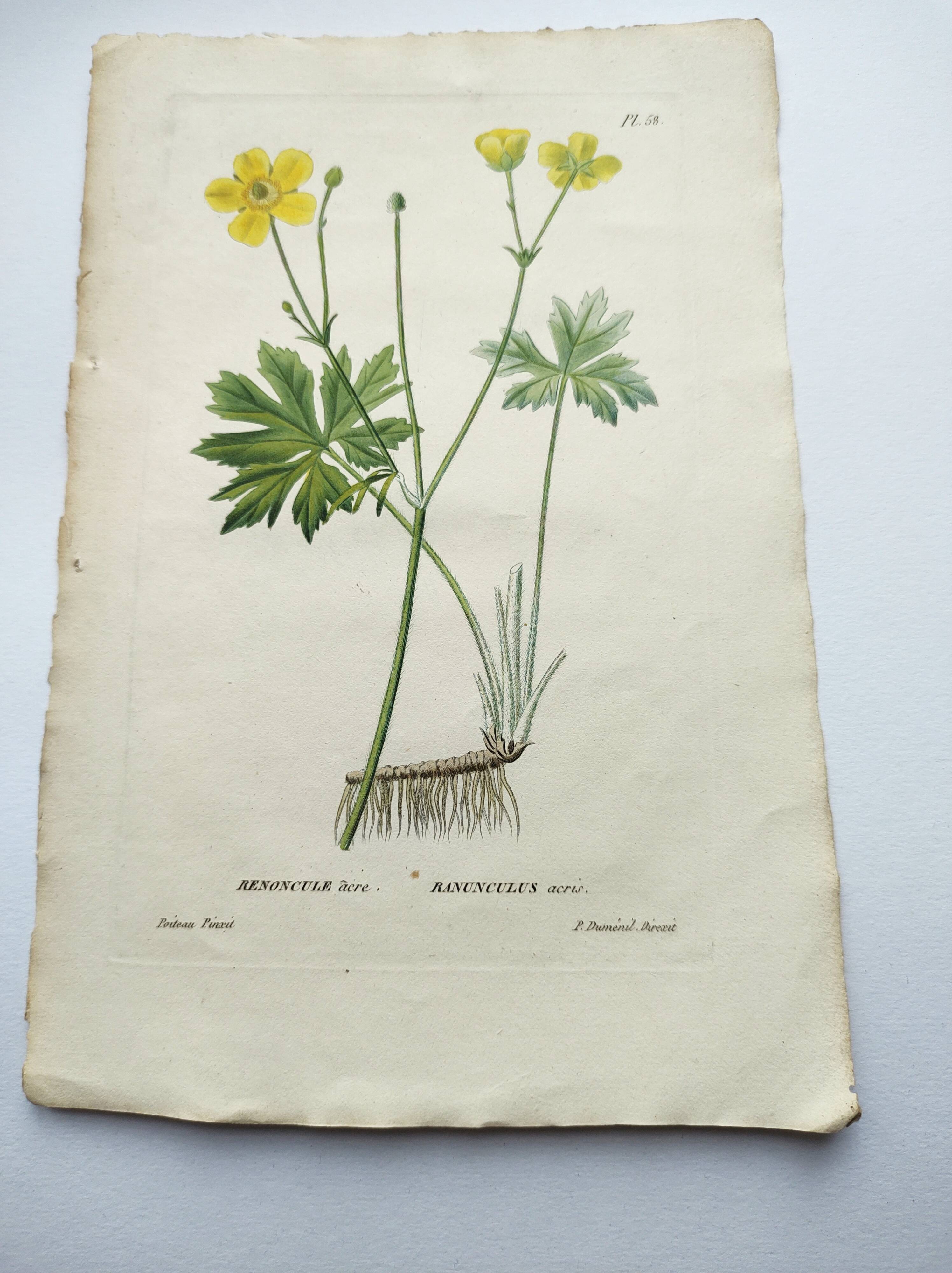 Gravure botanique de 1829 - Renoncule acre par Poiteau