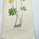 Gravure botanique de 1829 - Renoncule acre par Poiteau