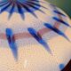 Ceiling light/wall sconce in blue and white Murano glass, 1970.