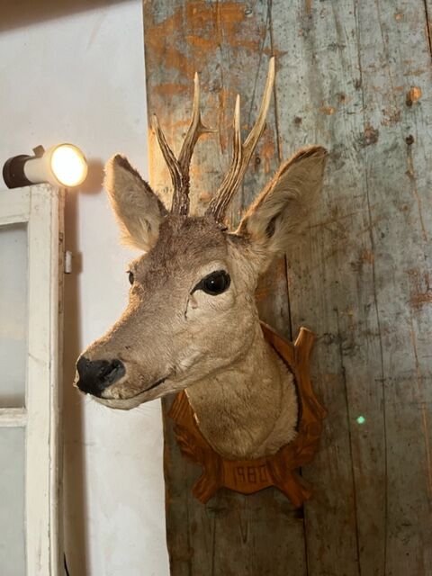 Deer Hunting Trophy