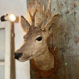 Deer Hunting Trophy