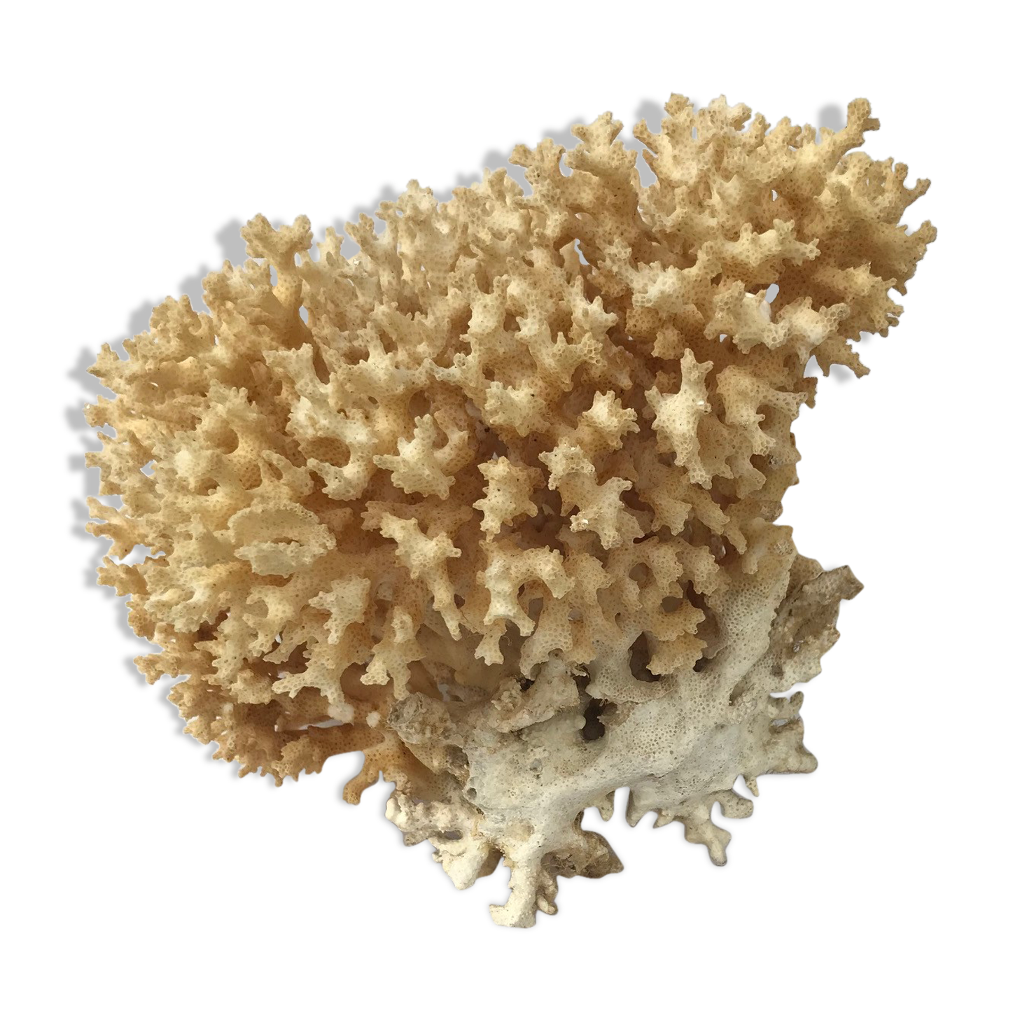 Big bush pacific coral