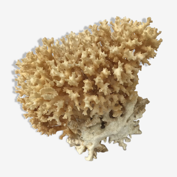 Big bush pacific coral