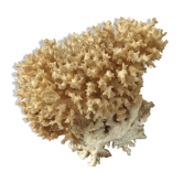 Big bush pacific coral