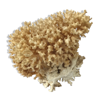 Big bush pacific coral