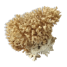 Big bush pacific coral