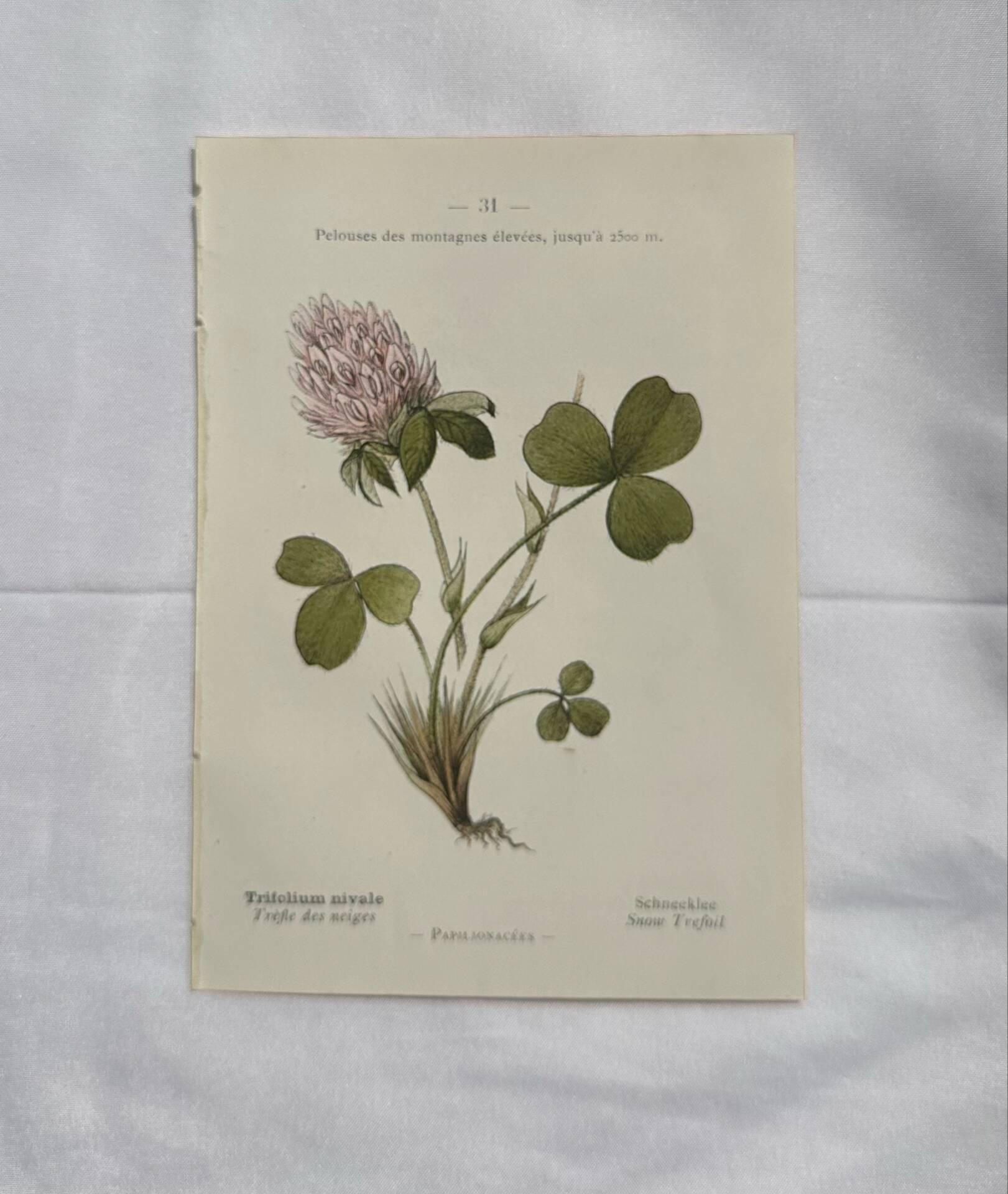 Botanical engraving naturalist plate flower plant of France