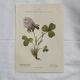 Botanical engraving naturalist plate flower plant of France