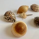Collection de coquillages exotiques