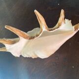 Conch shell