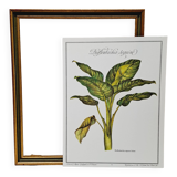 Diffenbecchia botanical board